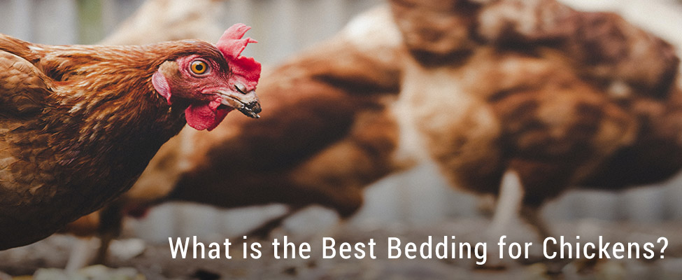 What is good chicken coop flooring? - My Pet Chicken