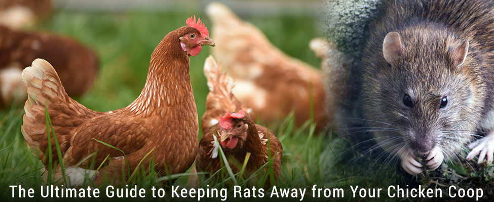 https://www.chickenguard.com/wp-content/uploads/2023/04/The-Ultimate-Guide-to-Keeping-Rats-Away-from-Your-Chicken-Coop.jpg