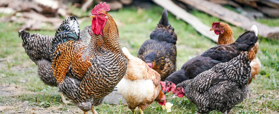 The Less Stress Guide To Catching Your Chickens - ChickenGuard