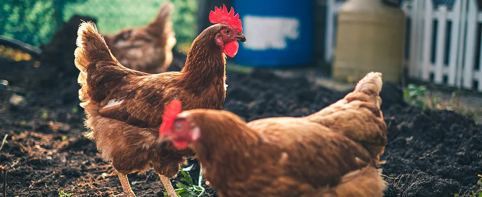 How To Get Your Chickens to Return to the Coop at Night - ChickenGuard